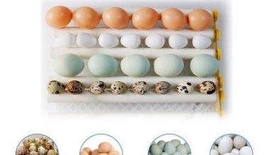 JERS 64 Huevos